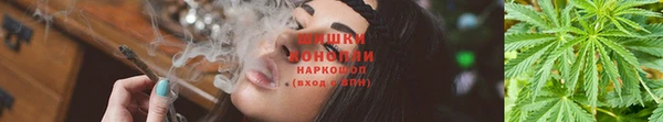 прущие грибы Алзамай
