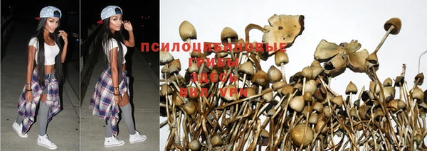 ПСИЛОЦИБИНОВЫЕ ГРИБЫ Алексеевка